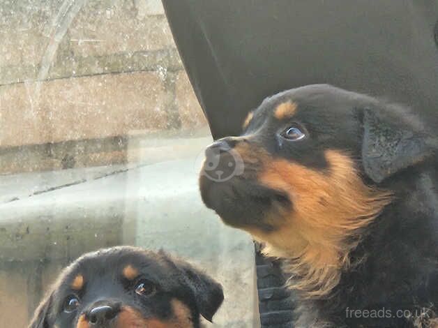 Rottweiler puppies for sale in Gravesend, Kent