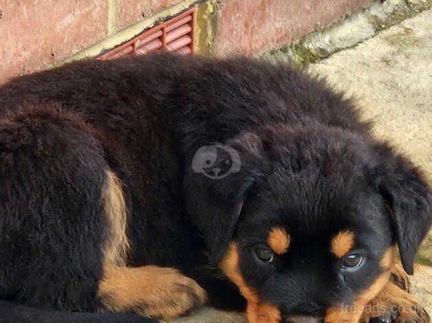 Rottweiler puppies for sale in Gravesend, Kent - Image 2