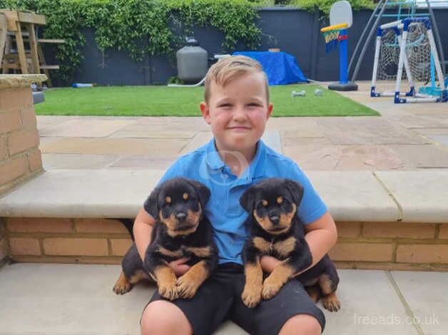 Rottweiler puppies for sale in Gravesend, Kent - Image 3