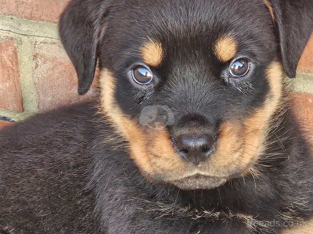 Rottweiler puppies for sale in Gravesend, Kent - Image 5