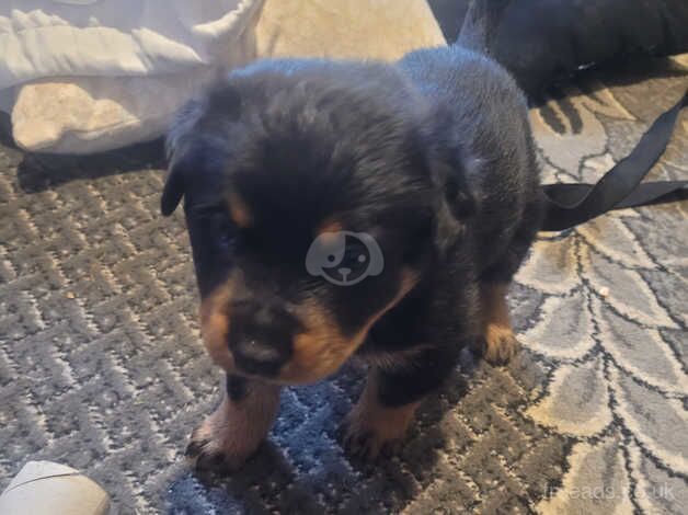 Rottweiler puppies for sale in Northampton, Northamptonshire