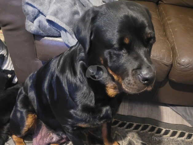 Rottweiler puppies for sale in Northampton, Northamptonshire - Image 2