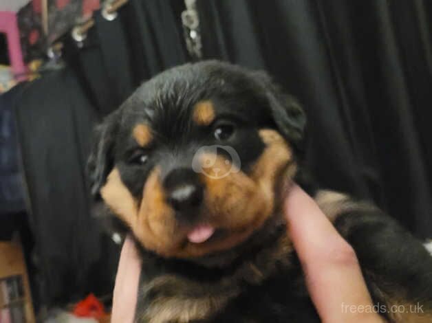 Rottweiler puppies for sale in Northampton, Northamptonshire - Image 3