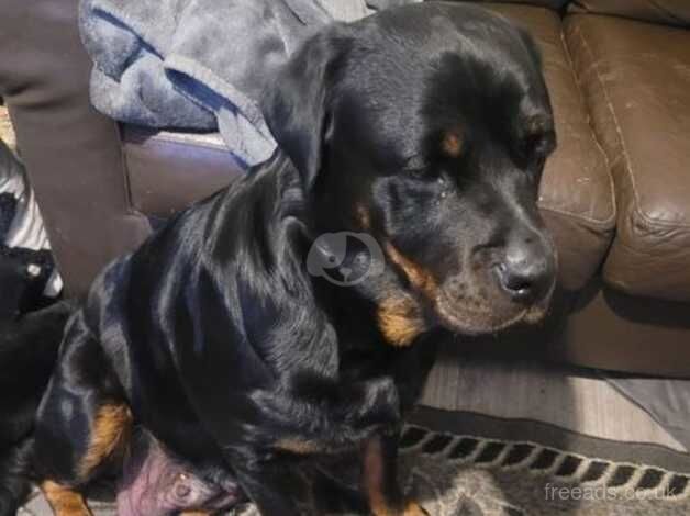 Rottweiler puppies for sale in Northampton, Northamptonshire - Image 1