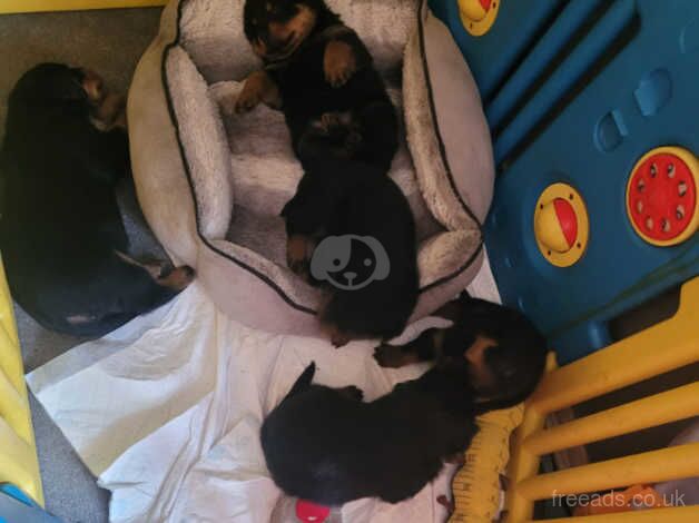 Rottweiler puppies for sale in Northampton, Northamptonshire - Image 2