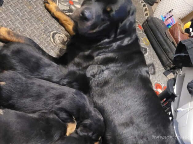 Rottweiler puppies for sale in Northampton, Northamptonshire - Image 3