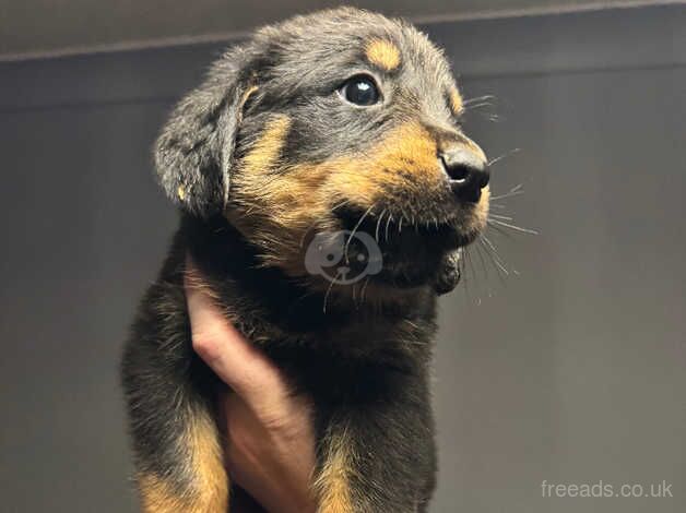 Rottweiler puppies for sale in Scunthorpe, Lincolnshire - Image 1