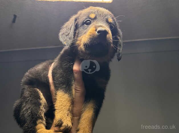 Rottweiler puppies for sale in Scunthorpe, Lincolnshire - Image 2