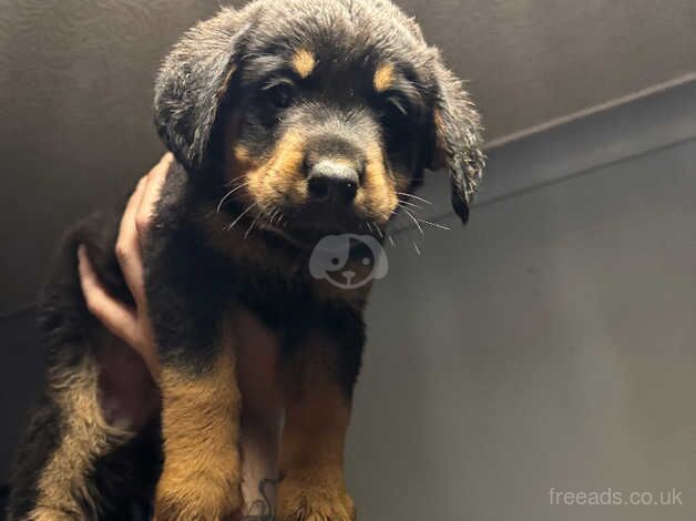 Rottweiler puppies for sale in Scunthorpe, Lincolnshire - Image 3