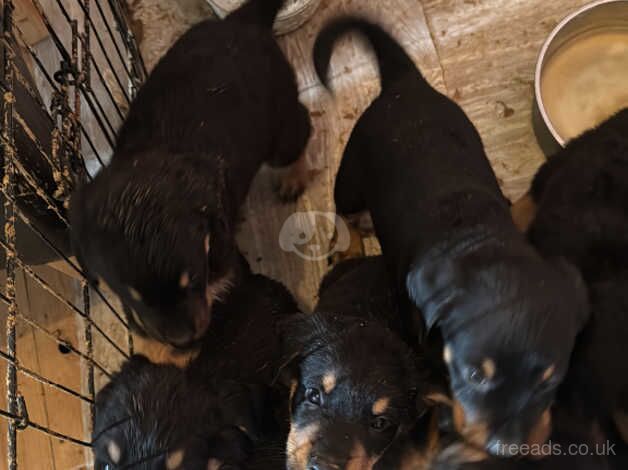 Rottweiler puppies for sale in Scunthorpe, Lincolnshire - Image 5