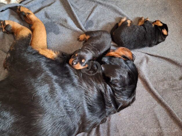 Rottweiler puppies for sale in Waltham Abbey, Essex