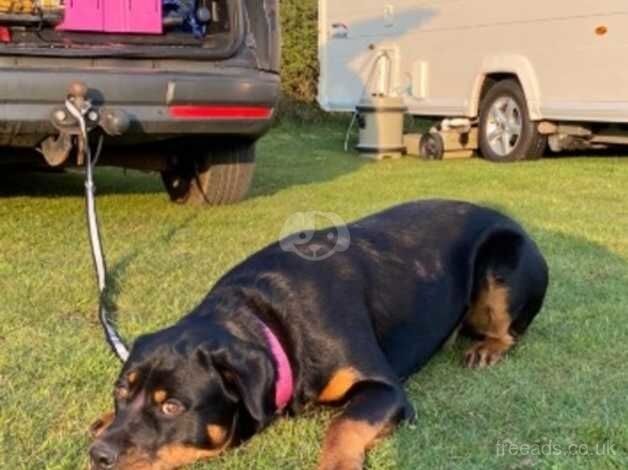 Rottweiler puppies for sale in Wisbech, Cambridgeshire