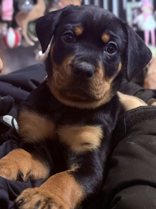 Rottweiler puppies Ready now 🌟 for sale in Great Yarmouth, Norfolk