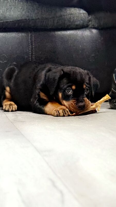 Rottweiler puppies Ready now 🌟 for sale in Great Yarmouth, Norfolk - Image 2