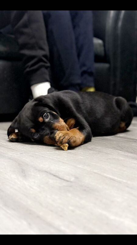 Rottweiler puppies Ready now 🌟 for sale in Great Yarmouth, Norfolk - Image 3