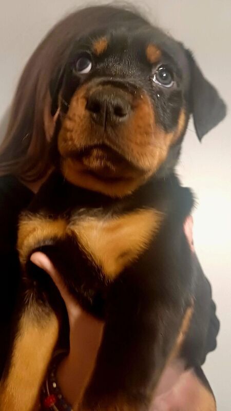 Rottweiler puppies Ready now 🌟 for sale in Great Yarmouth, Norfolk - Image 4