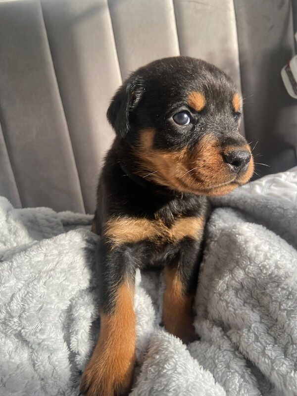 Rottweiler puppies Ready now 🌟 for sale in Great Yarmouth, Norfolk - Image 5