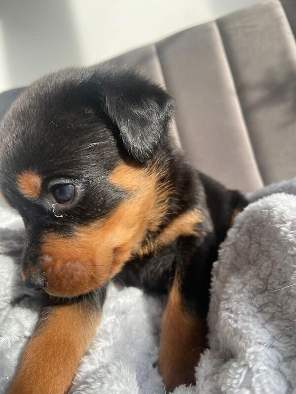 Rottweiler puppies Ready now 🌟 for sale in Great Yarmouth, Norfolk - Image 6