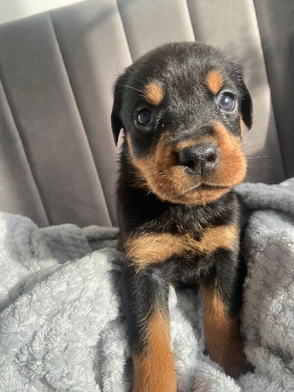 Rottweiler puppies Ready now 🌟 for sale in Great Yarmouth, Norfolk - Image 7