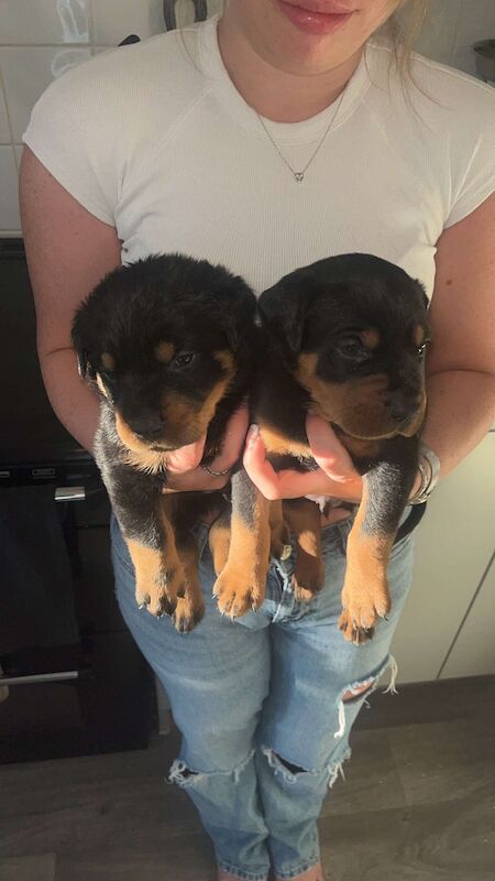 Rottweiler puppies Ready now 🌟 for sale in Great Yarmouth, Norfolk - Image 8