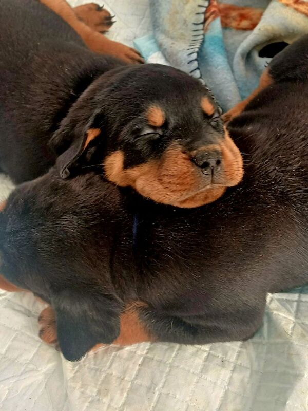 Rottweiler puppies Ready now 🌟 for sale in Great Yarmouth, Norfolk - Image 10