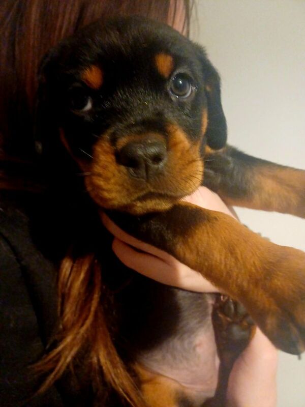 Rottweiler puppies Ready now 🌟 for sale in Great Yarmouth, Norfolk - Image 11