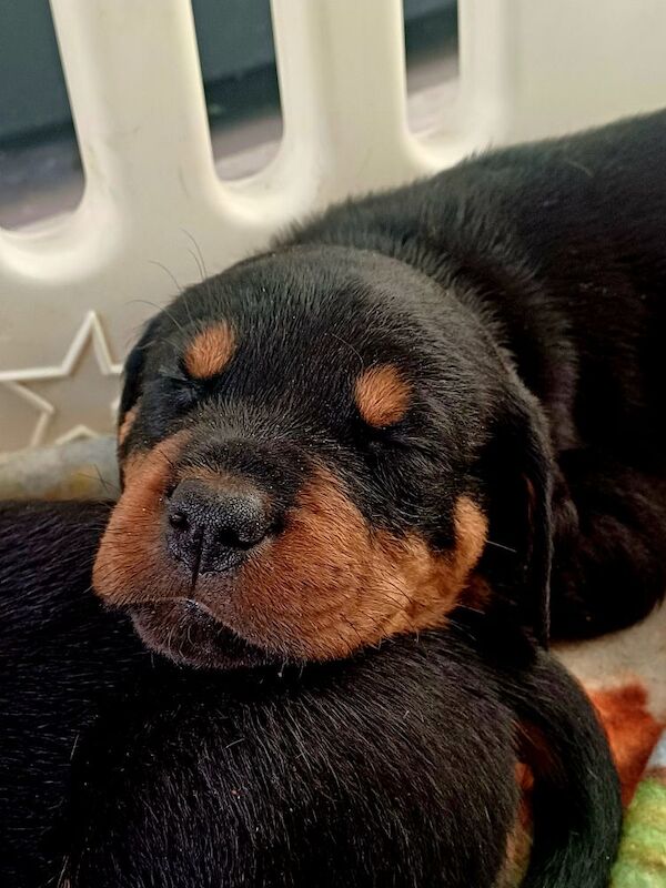 Rottweiler puppies Ready now 🌟 for sale in Great Yarmouth, Norfolk - Image 12