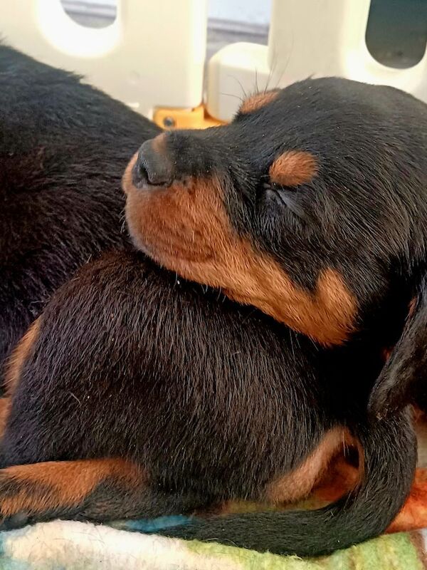 Rottweiler puppies Ready now 🌟 for sale in Great Yarmouth, Norfolk - Image 13