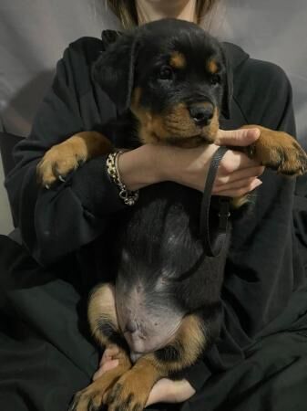 Rottweiler Puppies READY TO LEAVE ! for sale in Moulsoe, Buckinghamshire