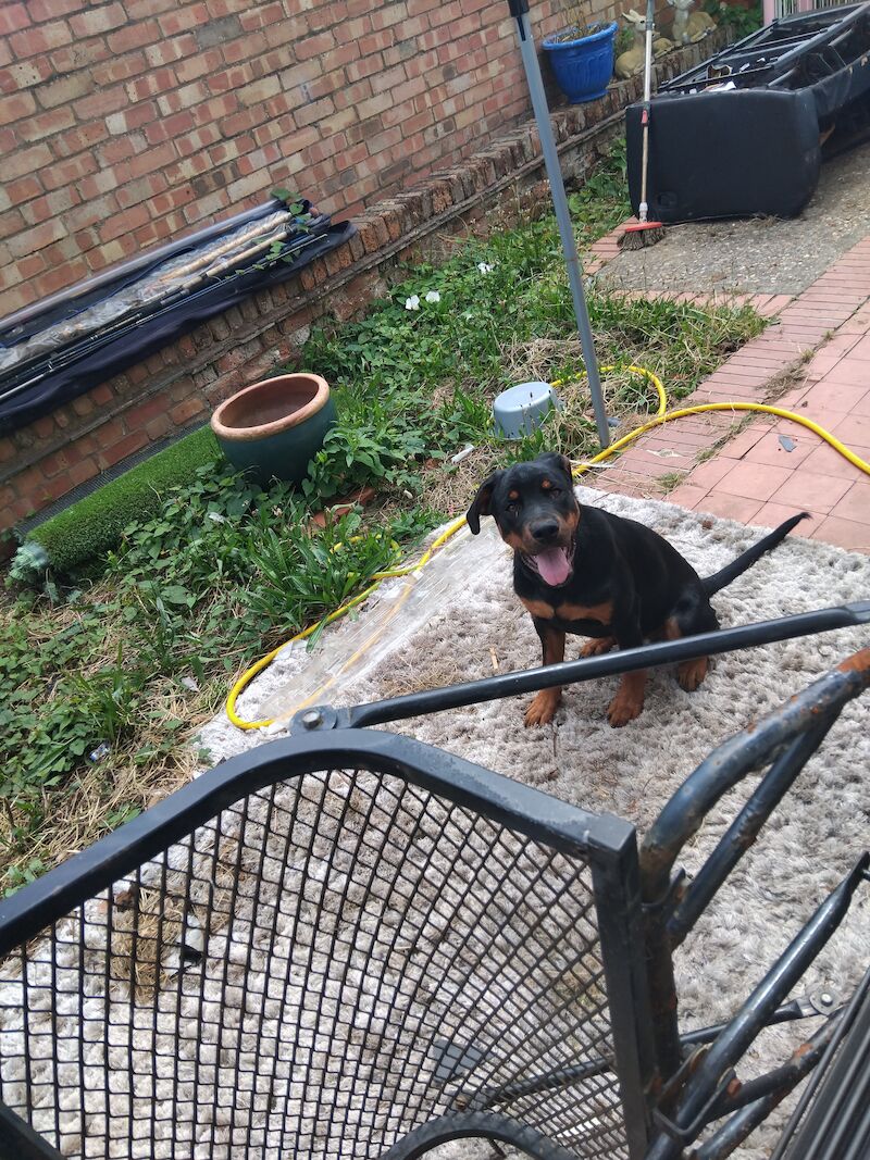 Rottweiler puppy for sale in Lancing, West Sussex