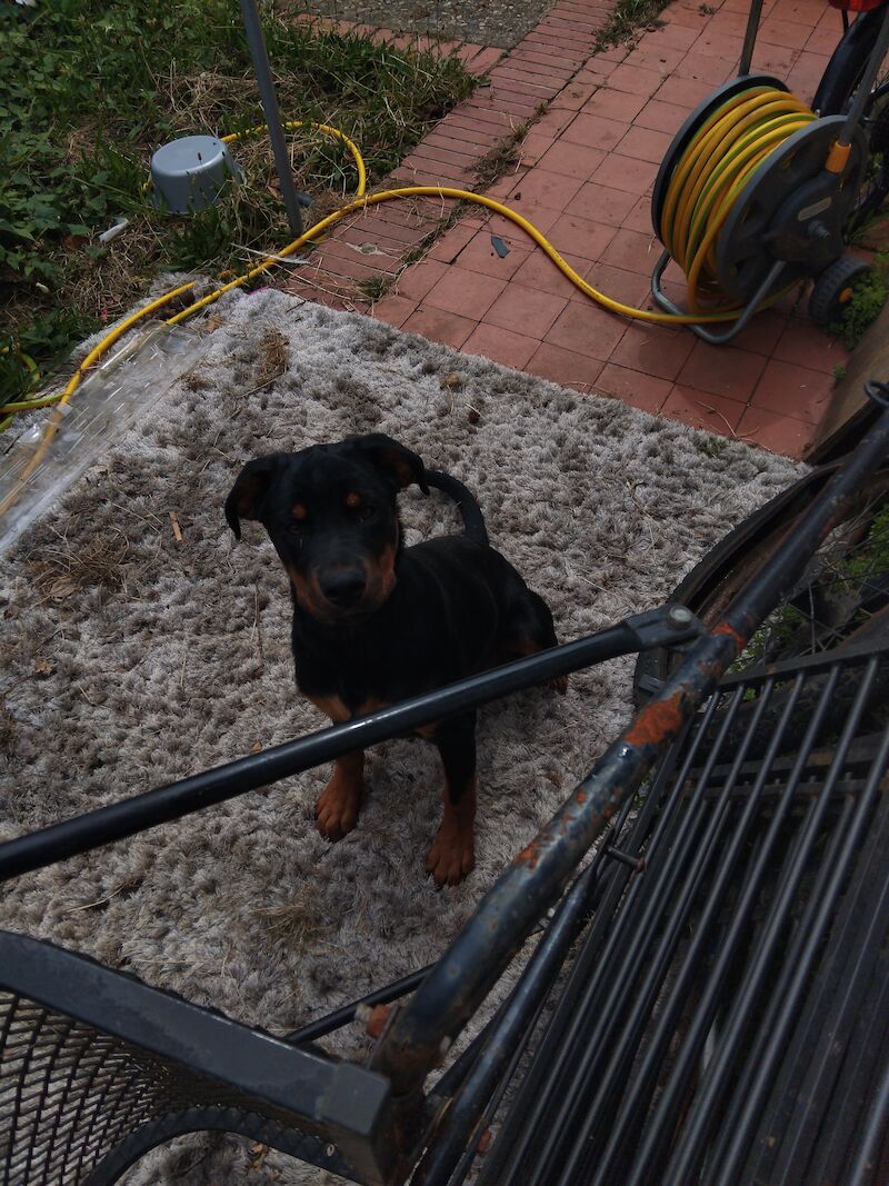 Rottweiler puppy for sale in Lancing, West Sussex - Image 2