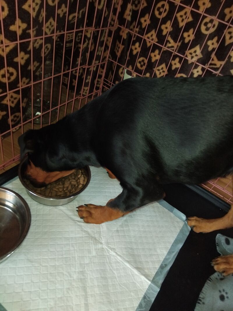 Rottweiler puppy for sale in Lancing, West Sussex - Image 3