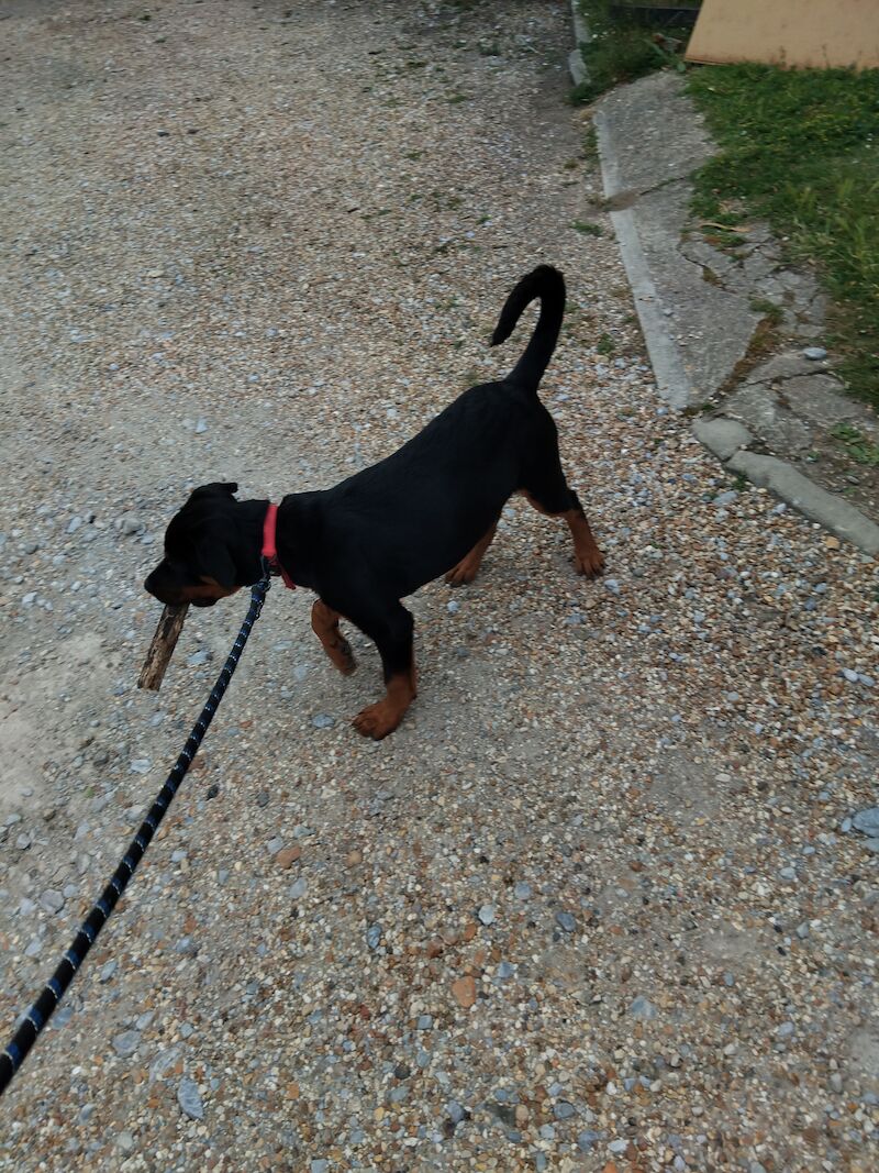 Rottweiler puppy for sale in Lancing, West Sussex - Image 4