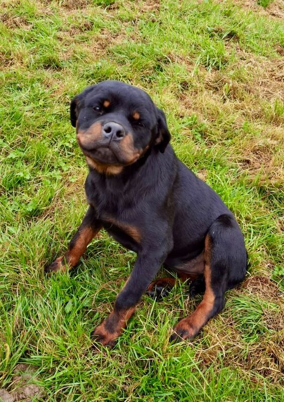 Rottweiler puppy , 5 generations KC registered, amazing pedigree for sale in South Lanarkshire