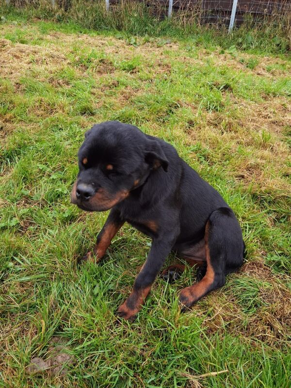 Rottweiler puppy , 5 generations KC registered, amazing pedigree for sale in South Lanarkshire - Image 2