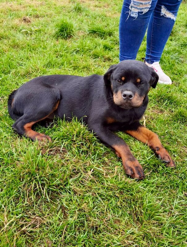 Rottweiler puppy , 5 generations KC registered, amazing pedigree for sale in South Lanarkshire - Image 3