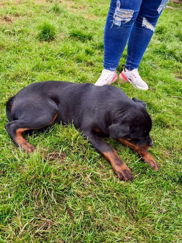 Rottweiler puppy , 5 generations KC registered, amazing pedigree for sale in South Lanarkshire - Image 4