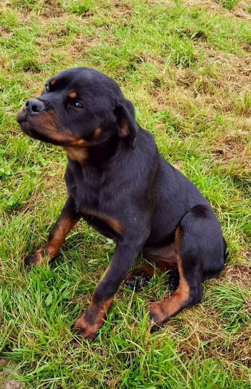 Rottweiler puppy , 5 generations KC registered, amazing pedigree for sale in South Lanarkshire - Image 5