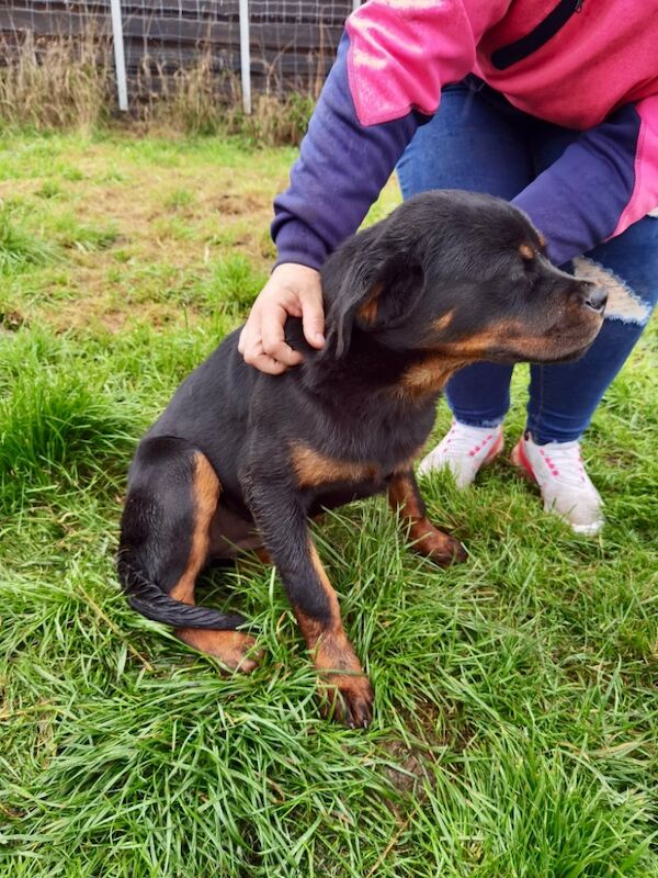 Rottweiler puppy , 5 generations KC registered, amazing pedigree for sale in South Lanarkshire - Image 6