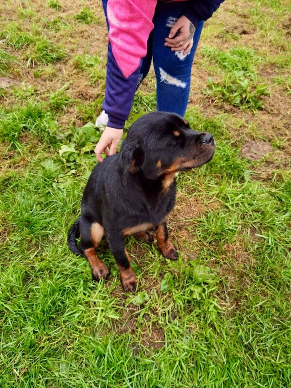 Rottweiler puppy , 5 generations KC registered, amazing pedigree for sale in South Lanarkshire - Image 7