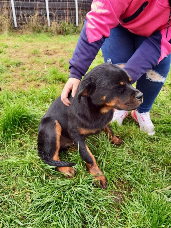 Rottweiler puppy , 5 generations KC registered, amazing pedigree for sale in South Lanarkshire - Image 8