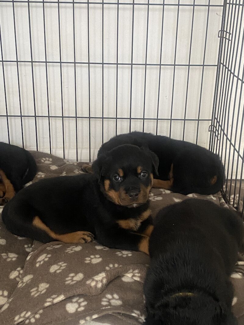 15 Month Old Rottweiler Male X For Sale in Canvey Island, Essex