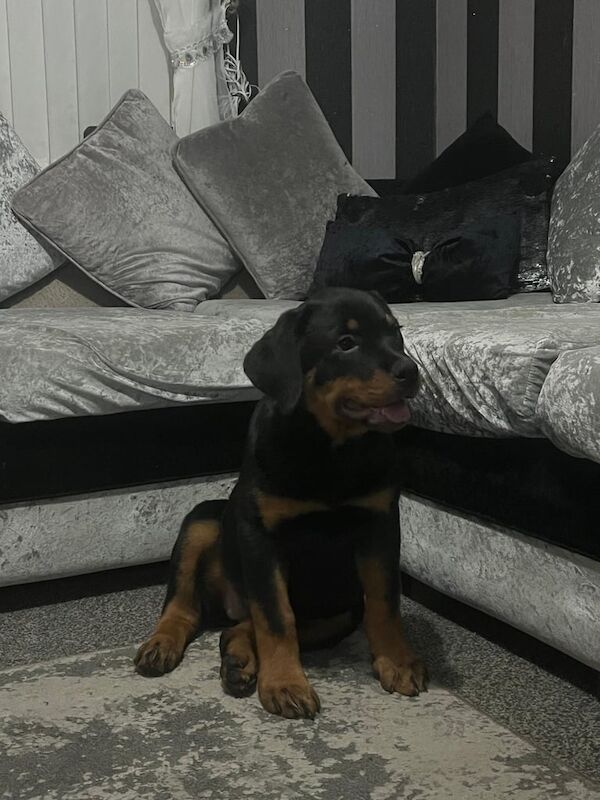 Rottweiler Puppies For Sale