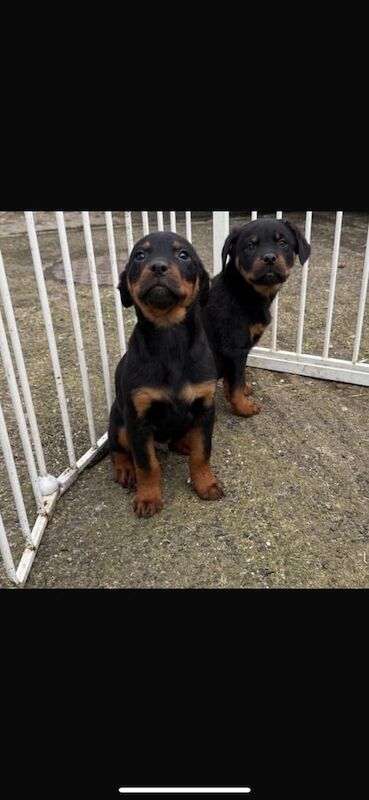 Rottweiler Pups for sale in Broughshane, County Antrim