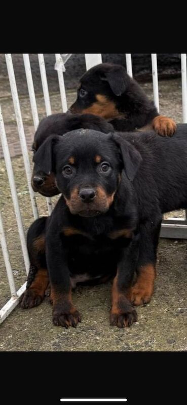 Rottweiler Pups for sale in Broughshane, County Antrim - Image 2