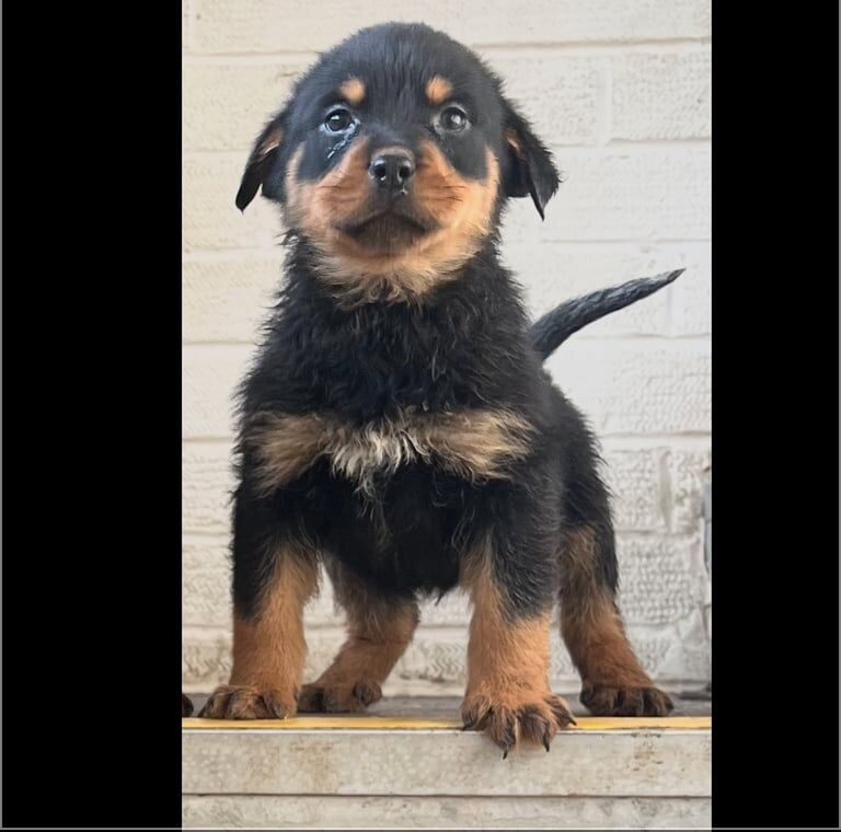 Rottweiler pups for sale in Kingston upon Hull, East Riding of Yorkshire