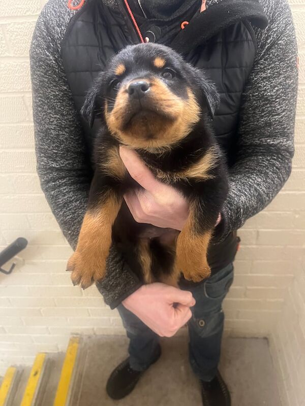 Rottweiler pups for sale in Kingston upon Hull, East Riding of Yorkshire - Image 2