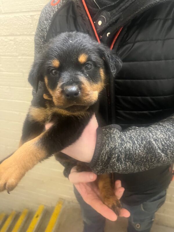 Rottweiler pups for sale in Kingston upon Hull, East Riding of Yorkshire - Image 3