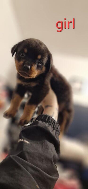 Rottweiler pups for sale in Wallsend, Tyne and Wear