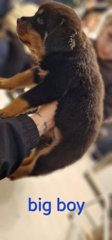 Rottweiler pups for sale in Wallsend, Tyne and Wear - Image 2